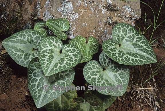 asarum hartwegii 2 graphic